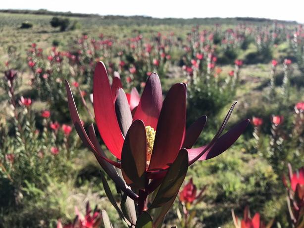 5 Bedroom Property for Sale in Piketberg Rural Western Cape